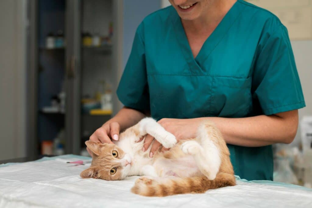 A person in teal scrubs gently holds a relaxed orange tabby cat on a white-covered table, likely a veterinary setting. The cat appears calm.