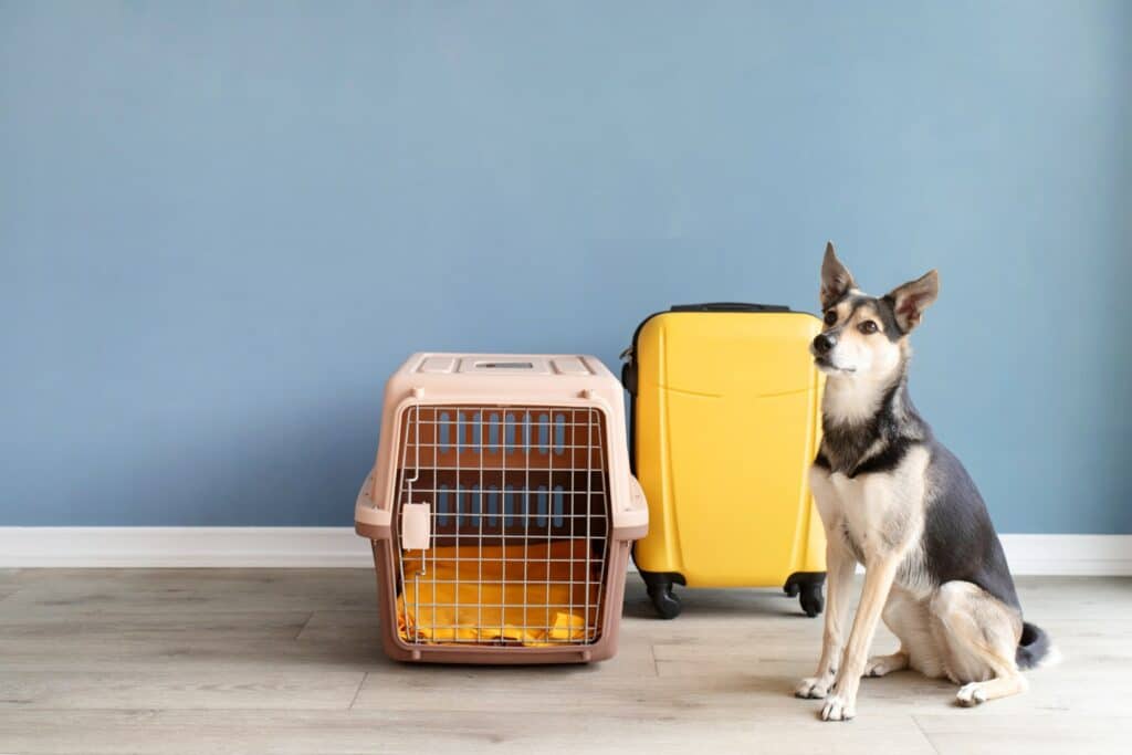 A dog sits next to a pet carrier and a yellow suitcase against a blue wall, possibly hinting at travel or relocation themes.