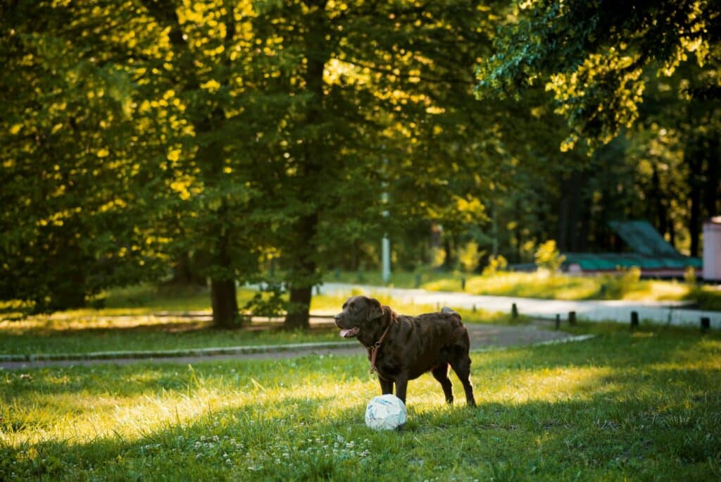 A brown dog stands on grass with a soccer ball, surrounded by trees in a sunlit park, exuding a sense of playful energy.