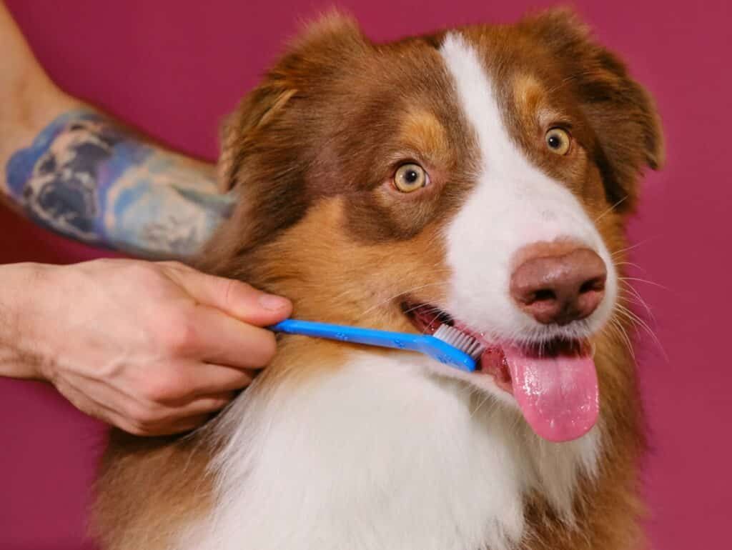 A brown and white dog with a happy expression is being brushed by a person with a tattooed arm against a pink background.