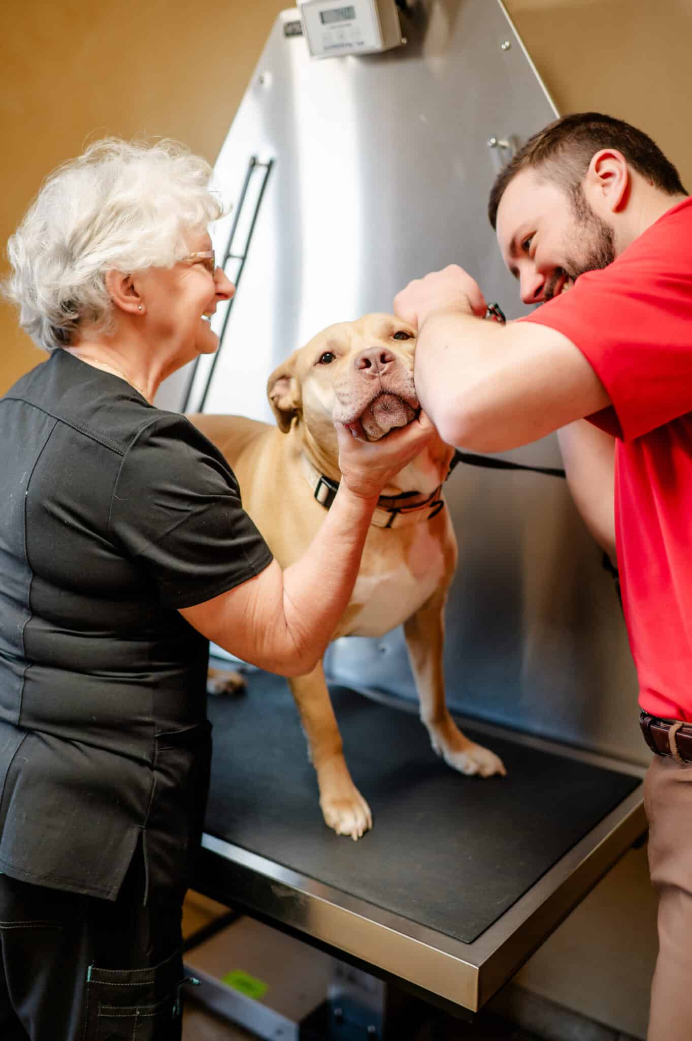 In a vet clinic, a person in black assists another in red while examining a tan dog's mouth, possibly during a dental check-up. The dog looks calm.