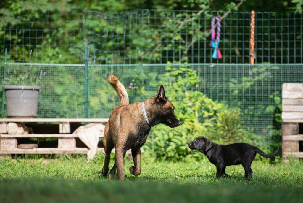 A large brown dog looks at a small black puppy in a green grassy area with a fenced background and training equipment.