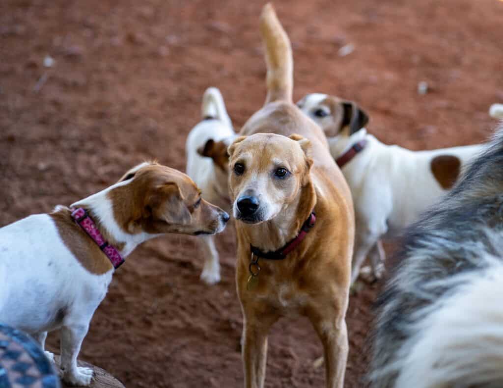 A group of dogs is gathered together on a reddish ground. They appear to be interacting or playing with each other, in a social setting.